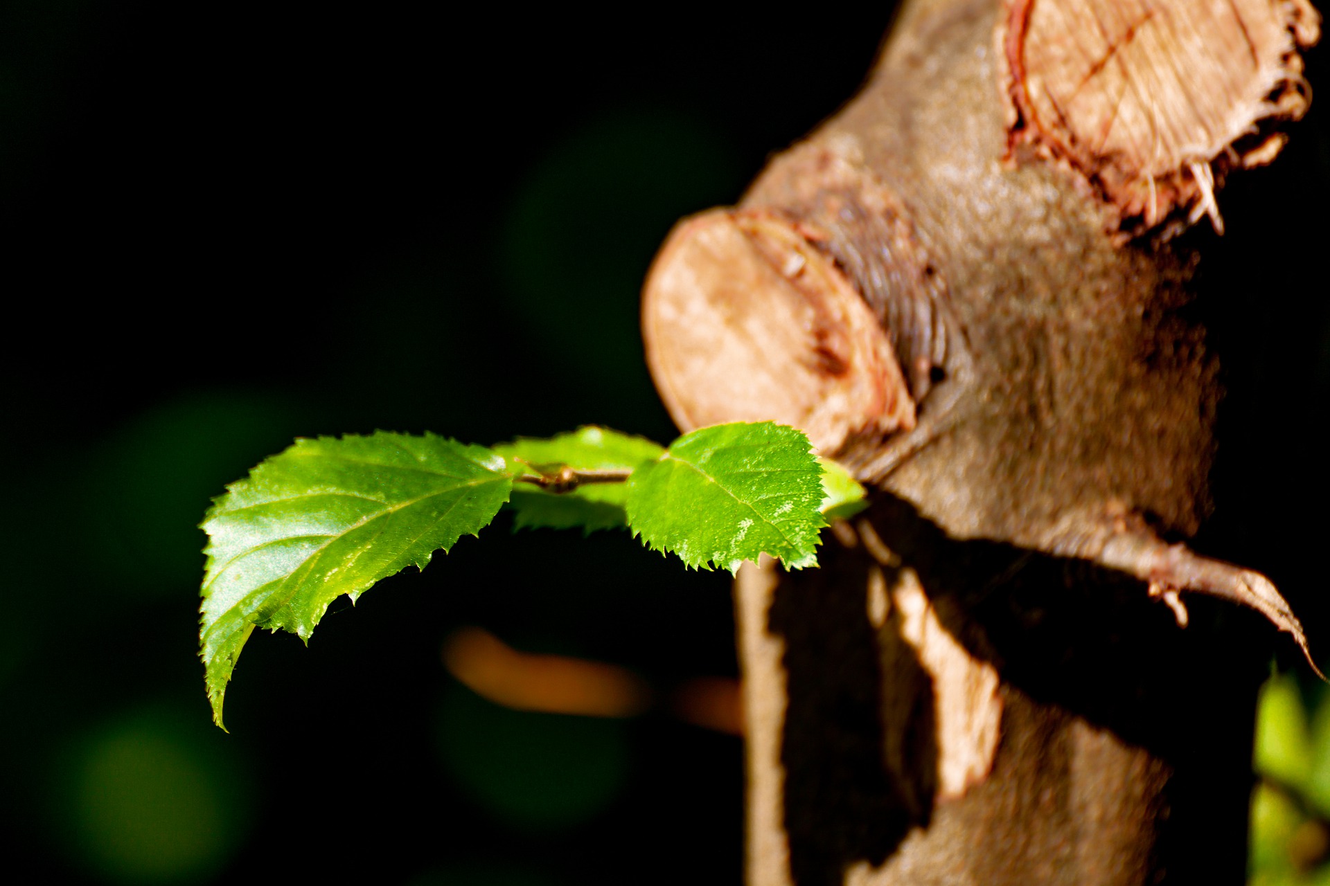 plant-g566e172f2_1920